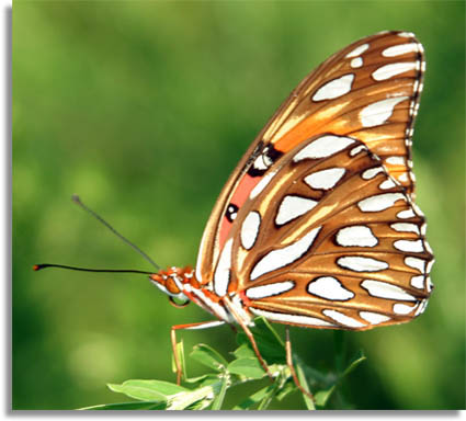 Gulf Fritillary