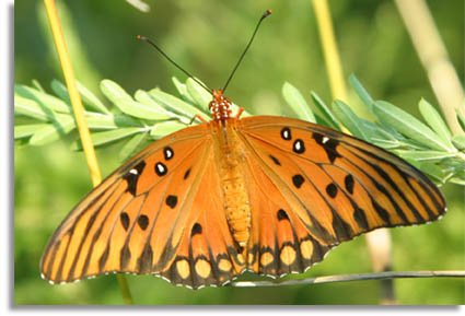 Gulf Fritillary