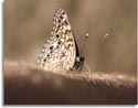 Hackberry Butterfly