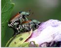 Japanese Beetle