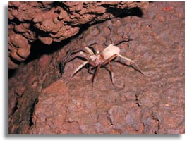 Kauai cave wolf spiders 