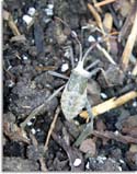 Leaf-Footed Plant Bug