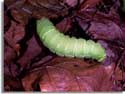 Smoky Mountain caterpillar