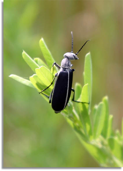 Margined Blister Beetle