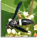 Mason Wasp