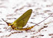 Mayfly