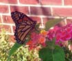 Monarch Butterfly