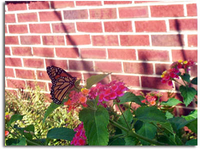 Monarch Butterfly