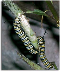 Monarch Caterpillar