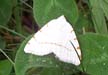 Smoky Mountain Moth