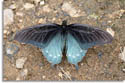 Pipevine Swallowtail