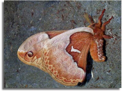 Promethea Moth