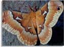 Promethea Moth