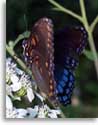 Red-spotted Purple