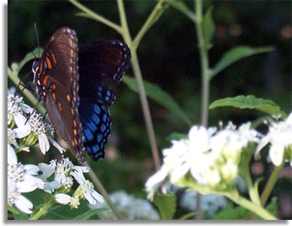 Butterfly - Red-spotted Purple (Basilarchia astyanax)