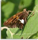 Silver Spotted Skipper