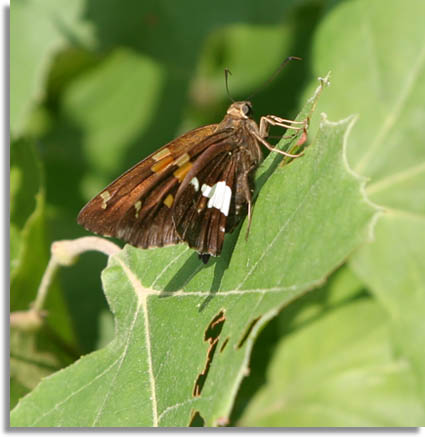Silver Spotted Skipper