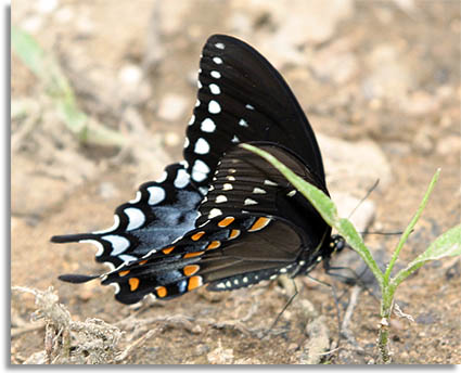 Spicebush Swallowtail