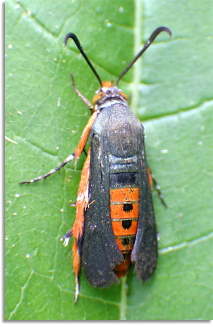 Squash Vine Borer Moth