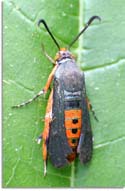 Squash Vine Borer Moth