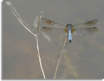 Swift Long-winged Skimmer