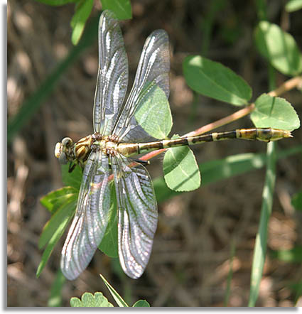 Tennessee Clubtail Dragonfly