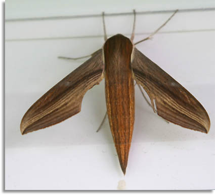 Squash Vine Borer Moth