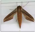 Tersa Sphinx Moth