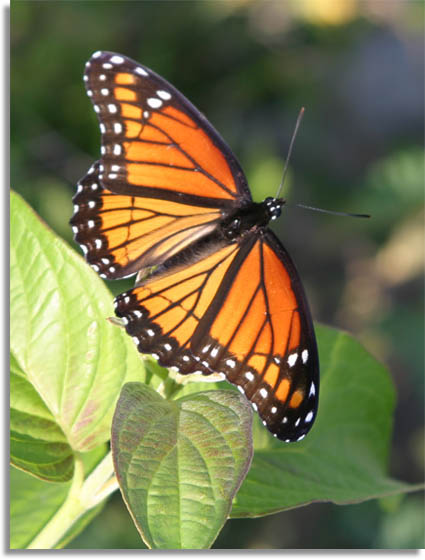 Viceroy Butterfly