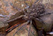 Wolf Spider