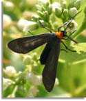 Yellow-collared Scape Moth