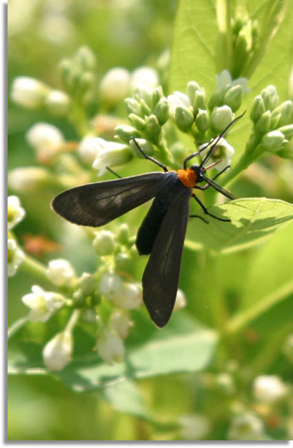 Yellow-collared Scape Moth