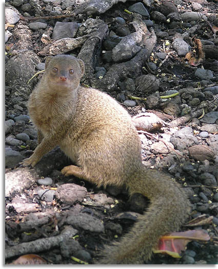 Indian Mongoose in Hawaii