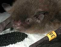 Banded Bat