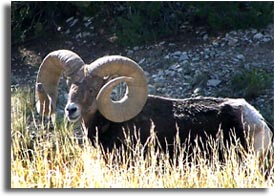 Bighorn Sheep