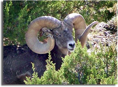 Colorado Bighorn Sheep