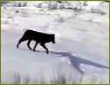 Colorado Wolf