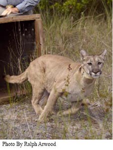 Florida Panther