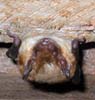 Big Brown Bat