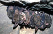 Bats in Devi'ls Den Arkansas