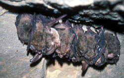 Bats at Devil's Den State Park - Arkansas