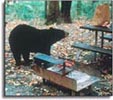 Black Bear