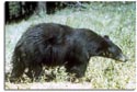 Fatal Black Bear Attacks