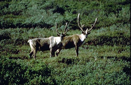 Caribou