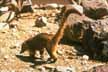 Coati