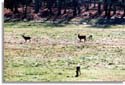Whitetail Deer