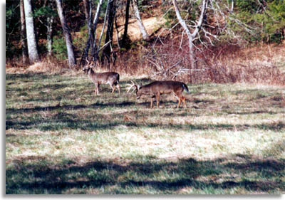 Whitetail Deer at Cades Cove