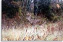 Indiana Whitetail Deer