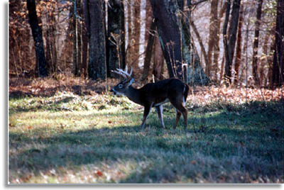 Deer at Cades Cove