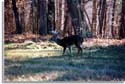 Whitetail Deer